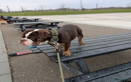 English Bulldog dogs for sale: Male tri chocolate bulldog - Image 2