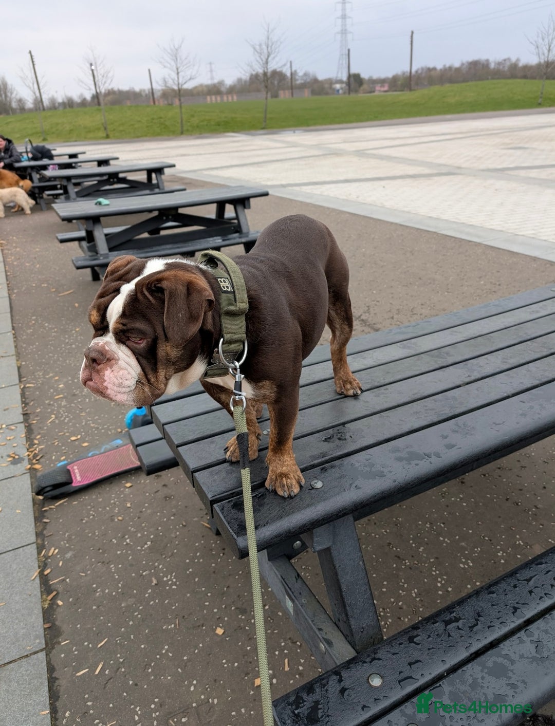 English Bulldog dogs for sale: Male tri chocolate bulldog - Image 2