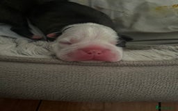 Boston Terrier dogs for sale: Outstanding Boston puppies  - Image 3