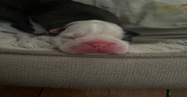 Boston Terrier dogs - Advert 2