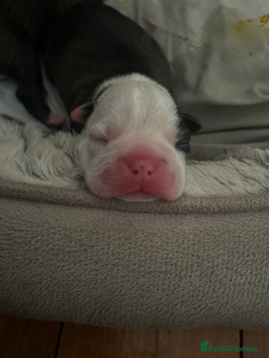 Boston Terrier dogs for sale: Outstanding Boston puppies  - Image 3