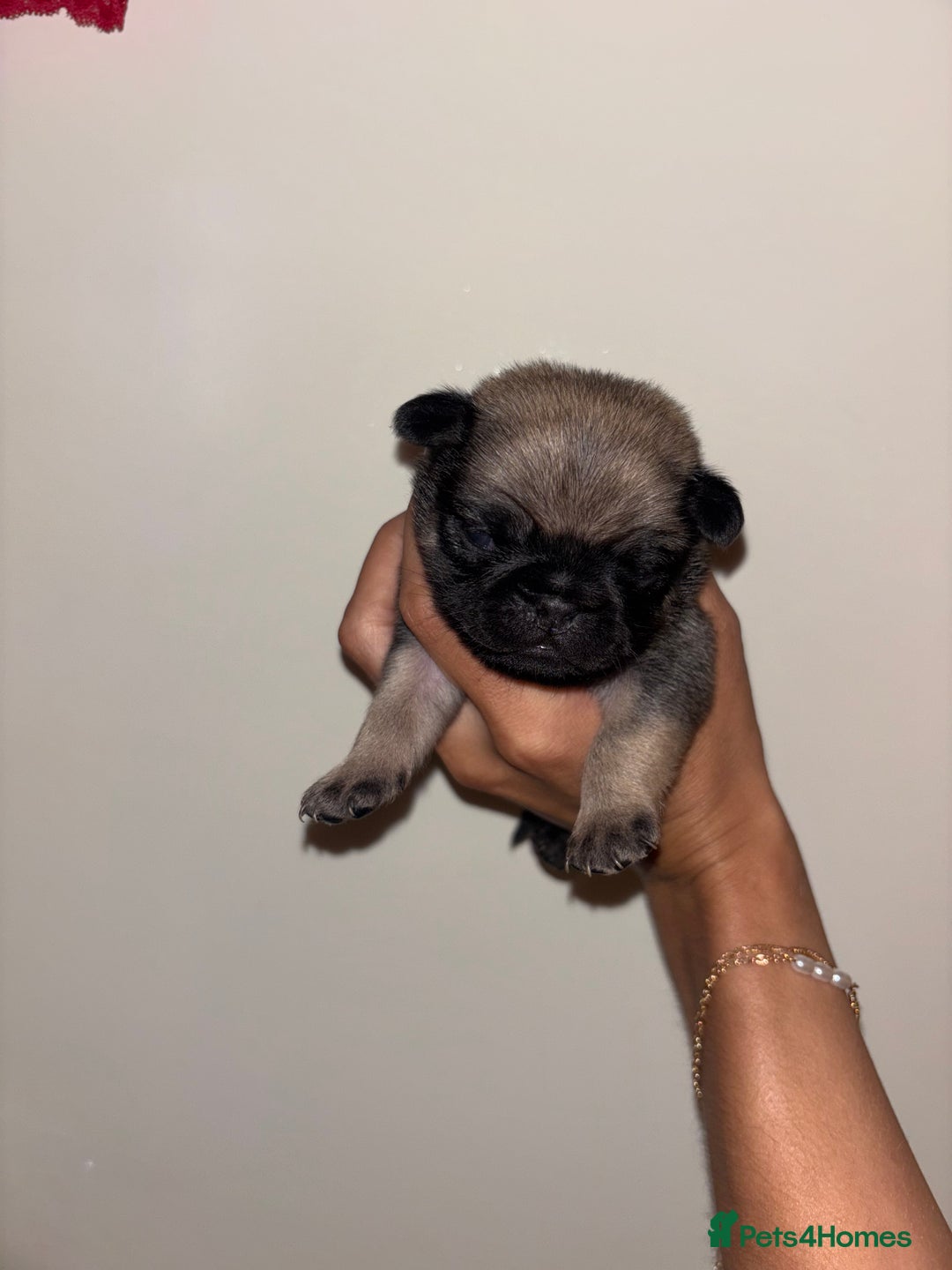 Pug dogs for sale: Beautiful kc registered Pug puppies - Image 20