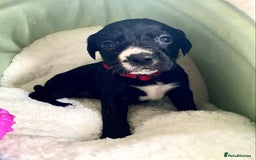 Springador dogs for sale: STUNNING SPRINGADOR PUPPIES  - Image 27