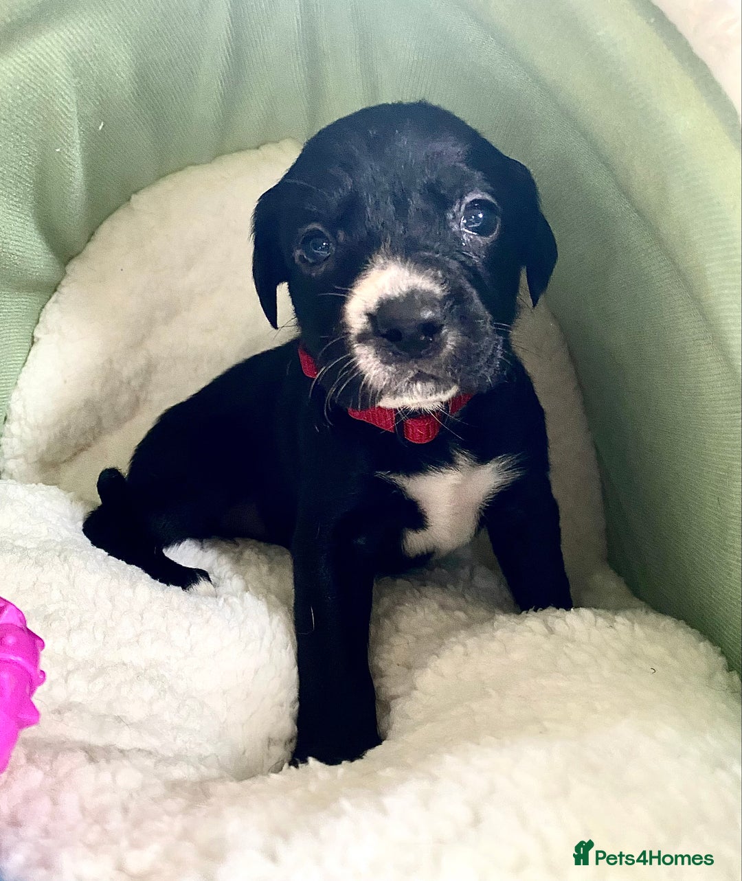 Springador dogs for sale: STUNNING SPRINGADOR PUPPIES  - Image 27