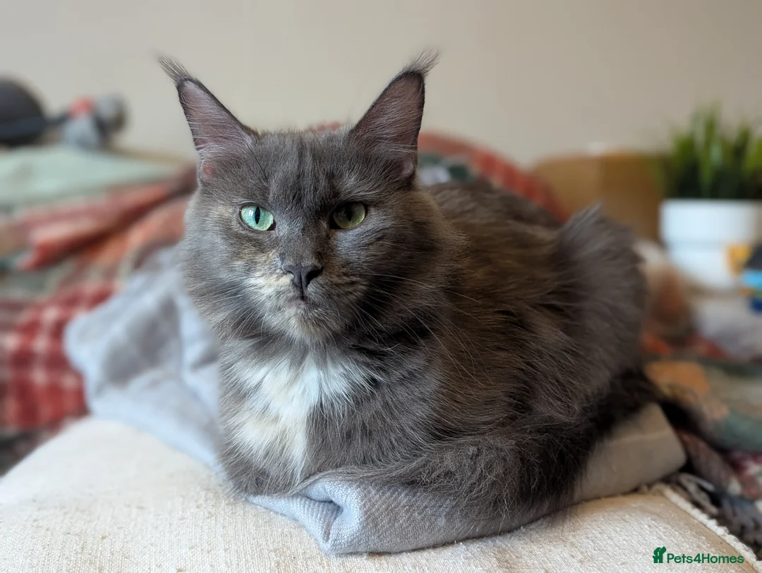 Maine Coon cats for sale: Maine coon female - Advert 1