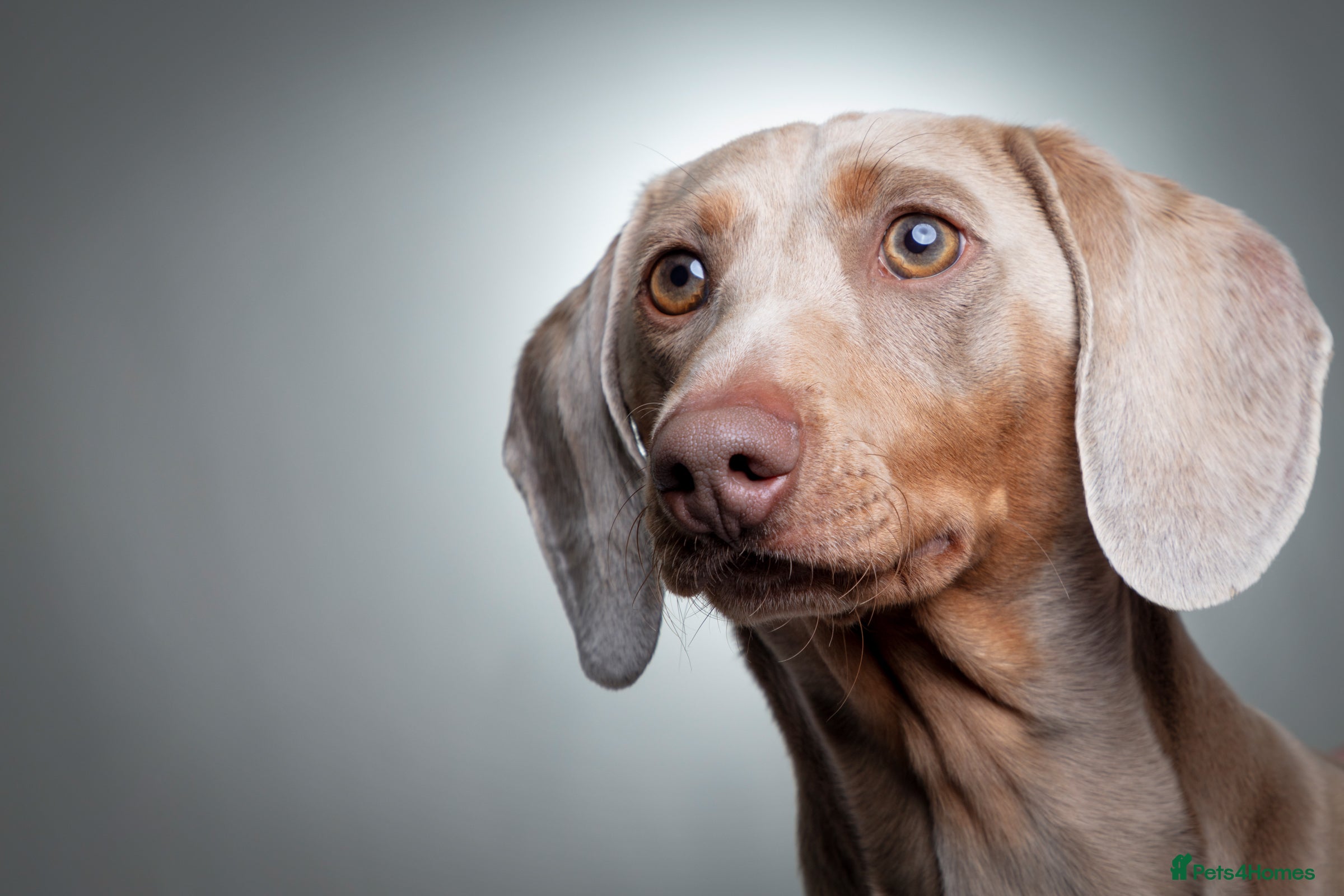 Miniature Dachshund dogs KC registered Isabelle & Tan  in Pontefract - Advert 3