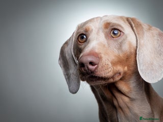 Miniature Dachshund dogs KC registered Isabelle & Tan in Pontefract - Advert 1