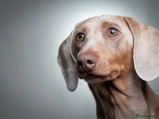 Miniature Dachshund dogs KC registered Isabelle & Tan in Pontefract - Advert 23