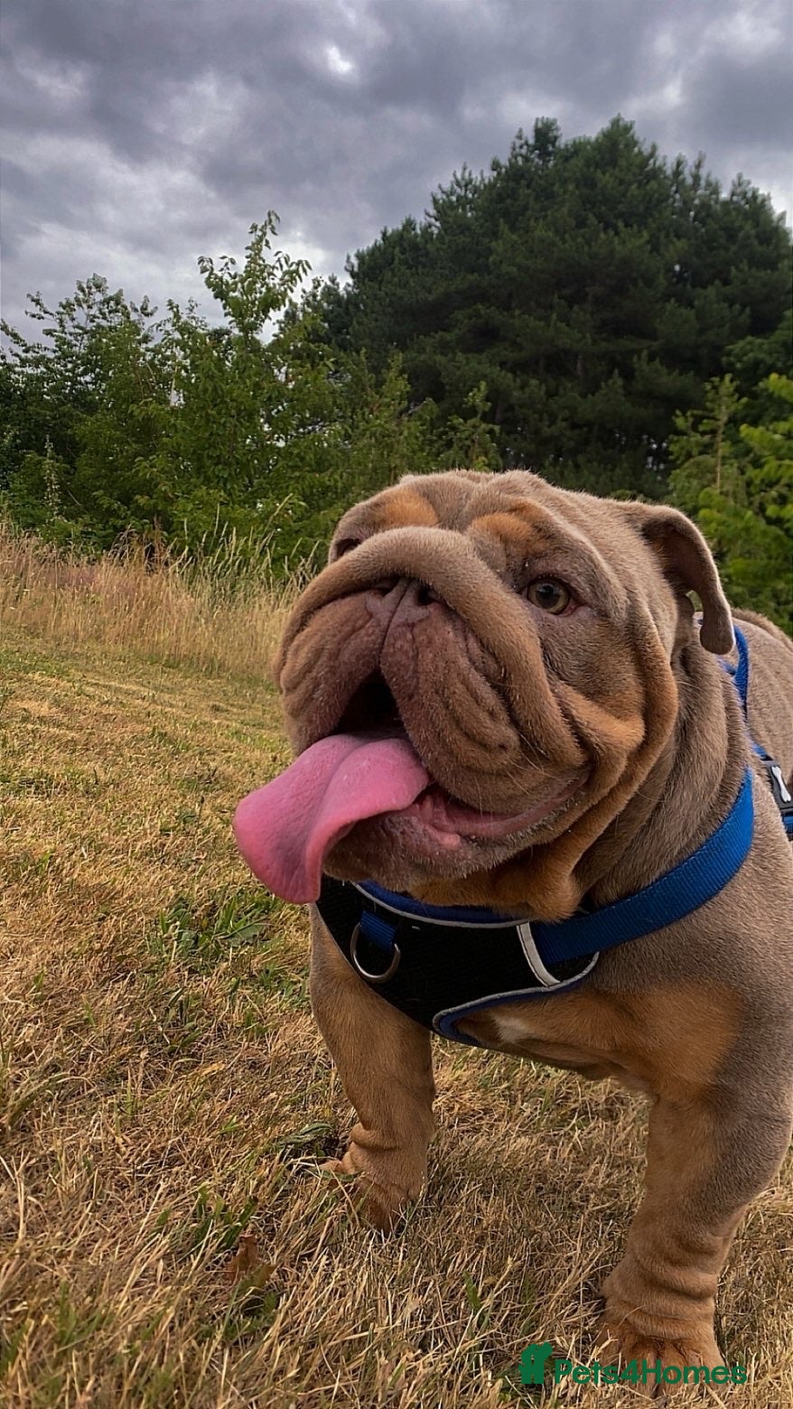 English Bulldog dogs Hugo ready for stud - Advert 1