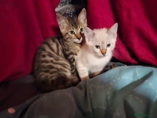 Bengal cats Cuddly charity donation pay monthly - Advert 16