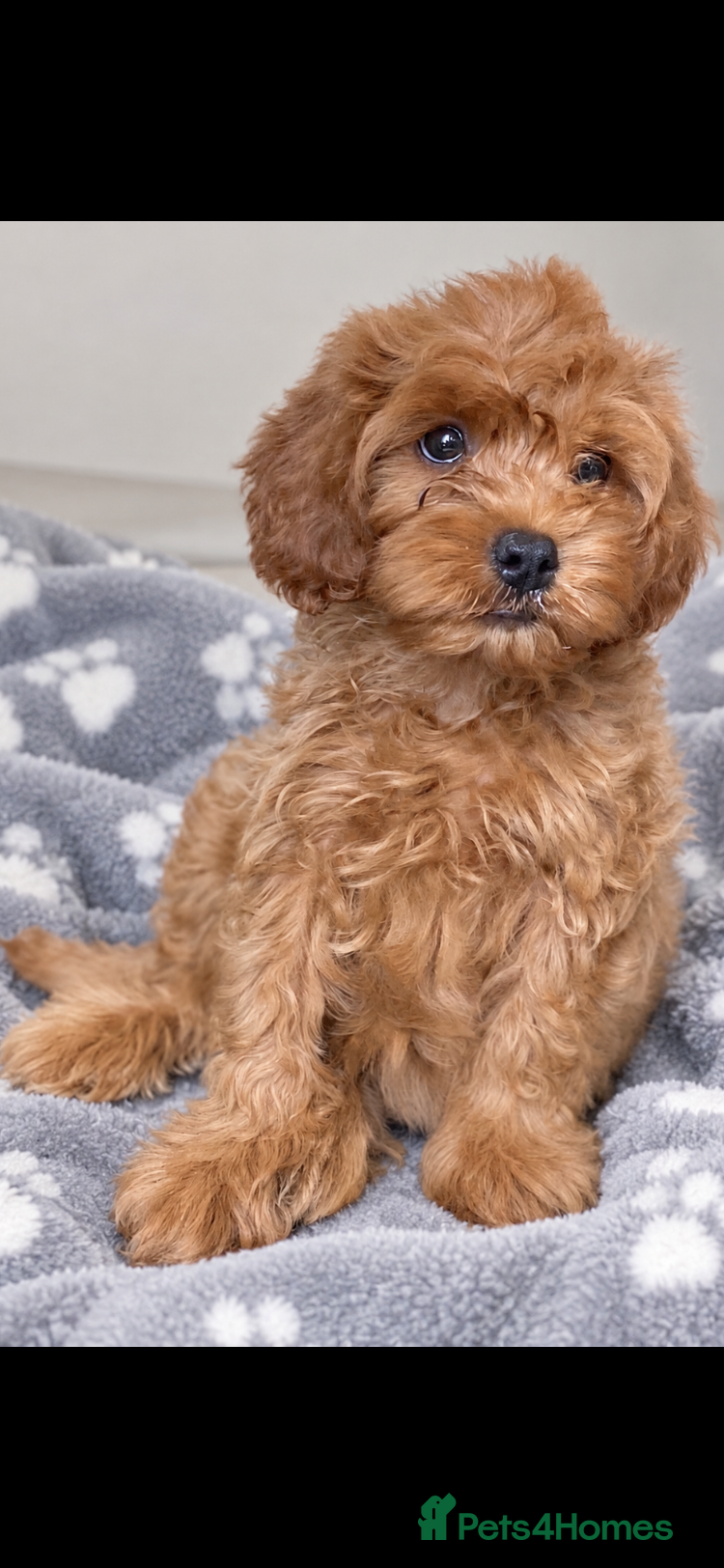 Cavapoo dogs Beautiful, stunning litter of toy cavapoos - Advert 2