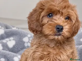 Cavapoo dogs Beautiful, stunning litter of toy cavapoos - Advert 2