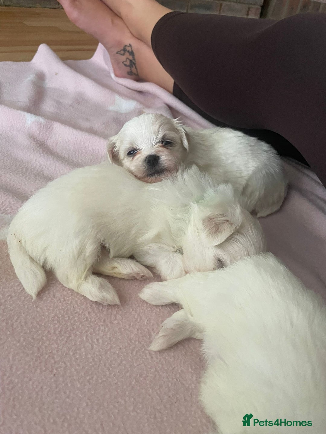 Maltese dogs for sale: Gorgeous pure white Maltese puppies! - Image 5
