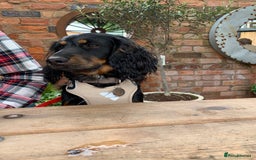 Cockapoo dogs for sale: Reggie Looking For A New Home  6 yr old Cockerpoo  - Image 19