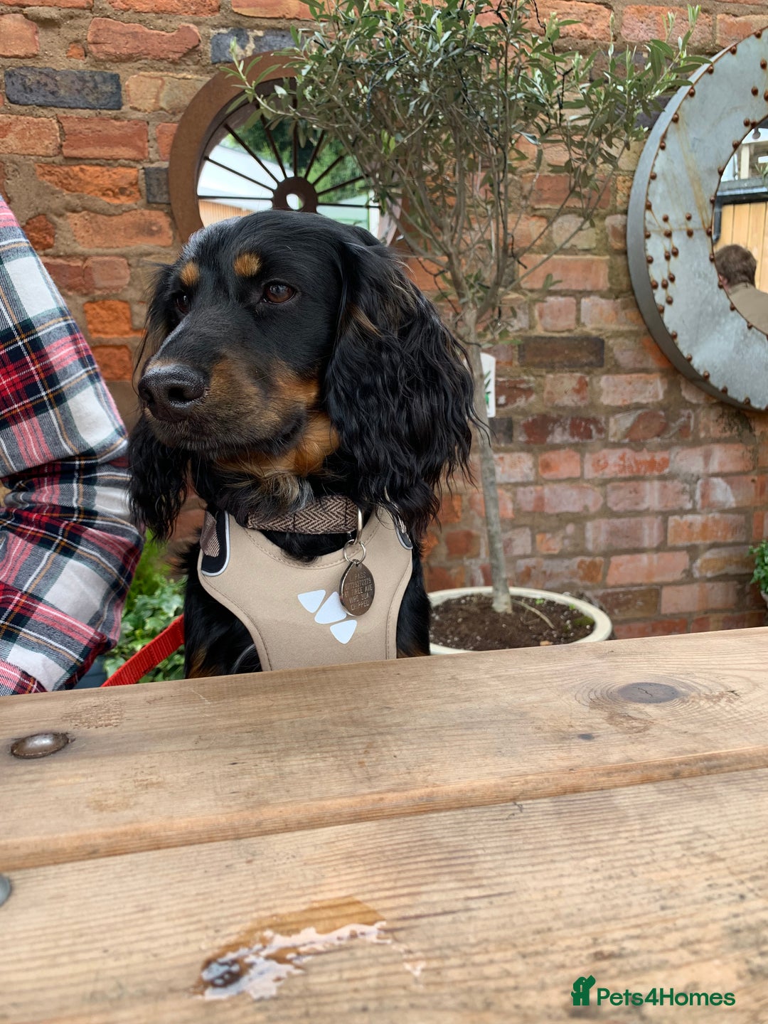 Cockapoo dogs for sale: Reggie Looking For A New Home  6 yr old Cockerpoo  - Image 19