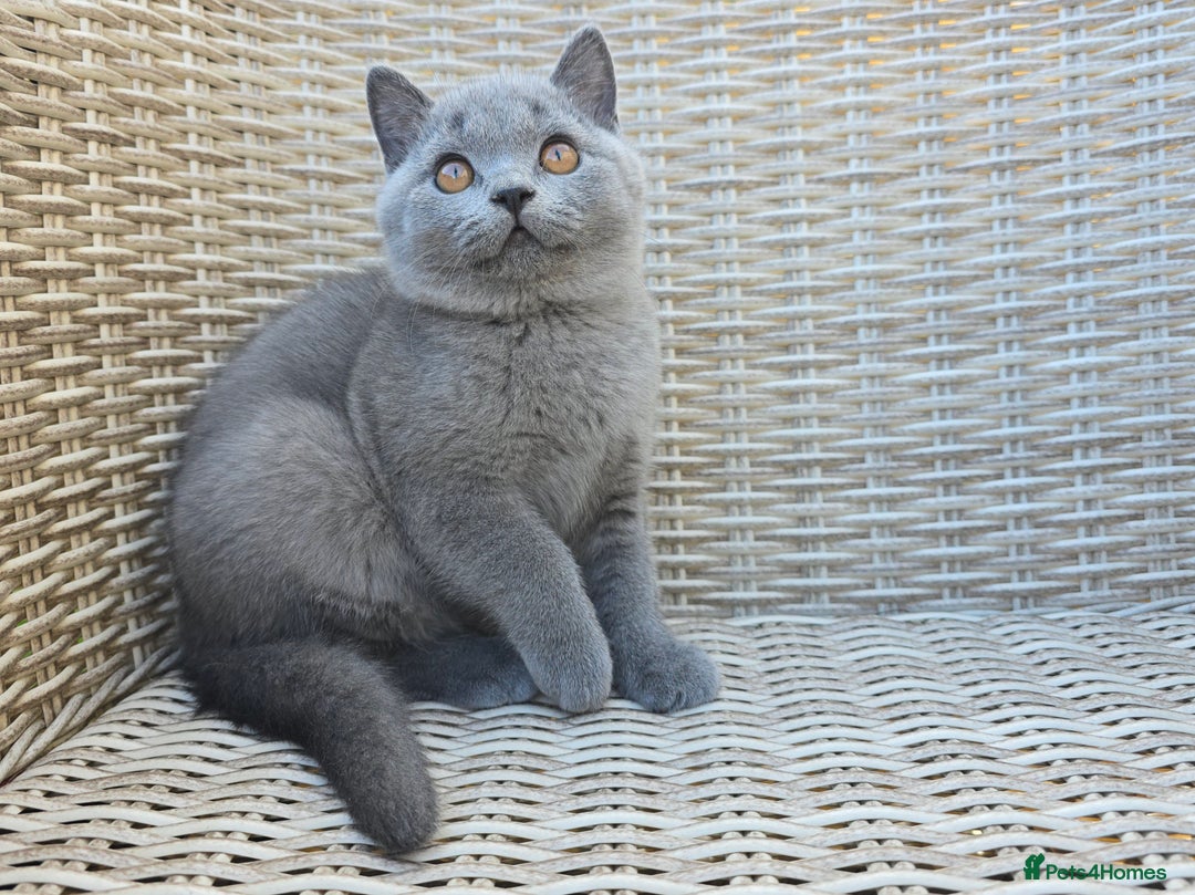 British Shorthair cats for sale: Stunning British Shorthair Kittens  - Image 4