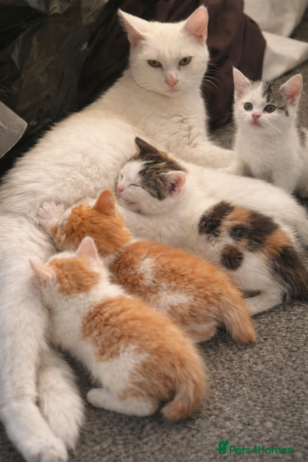 Mixed Breed cats for sale: Adorable Female Kitten - Advert 2