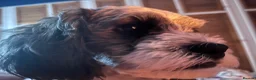 Shihpoo dogs for stud: 2 year old Shihpoo available for stud in Harrogate - Advert 3