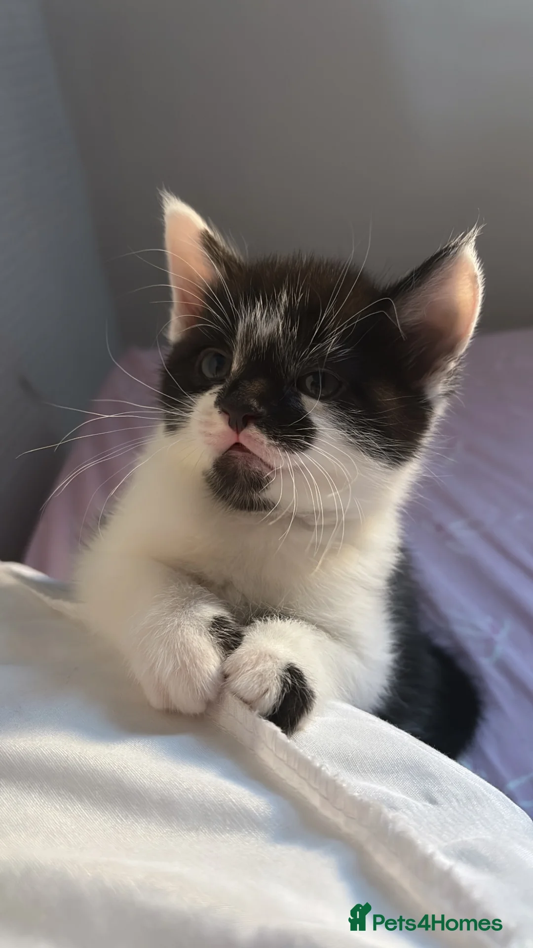 Mixed Breed cats for sale: 2 mixed breeed make kittens  in Weymouth - Advert 3