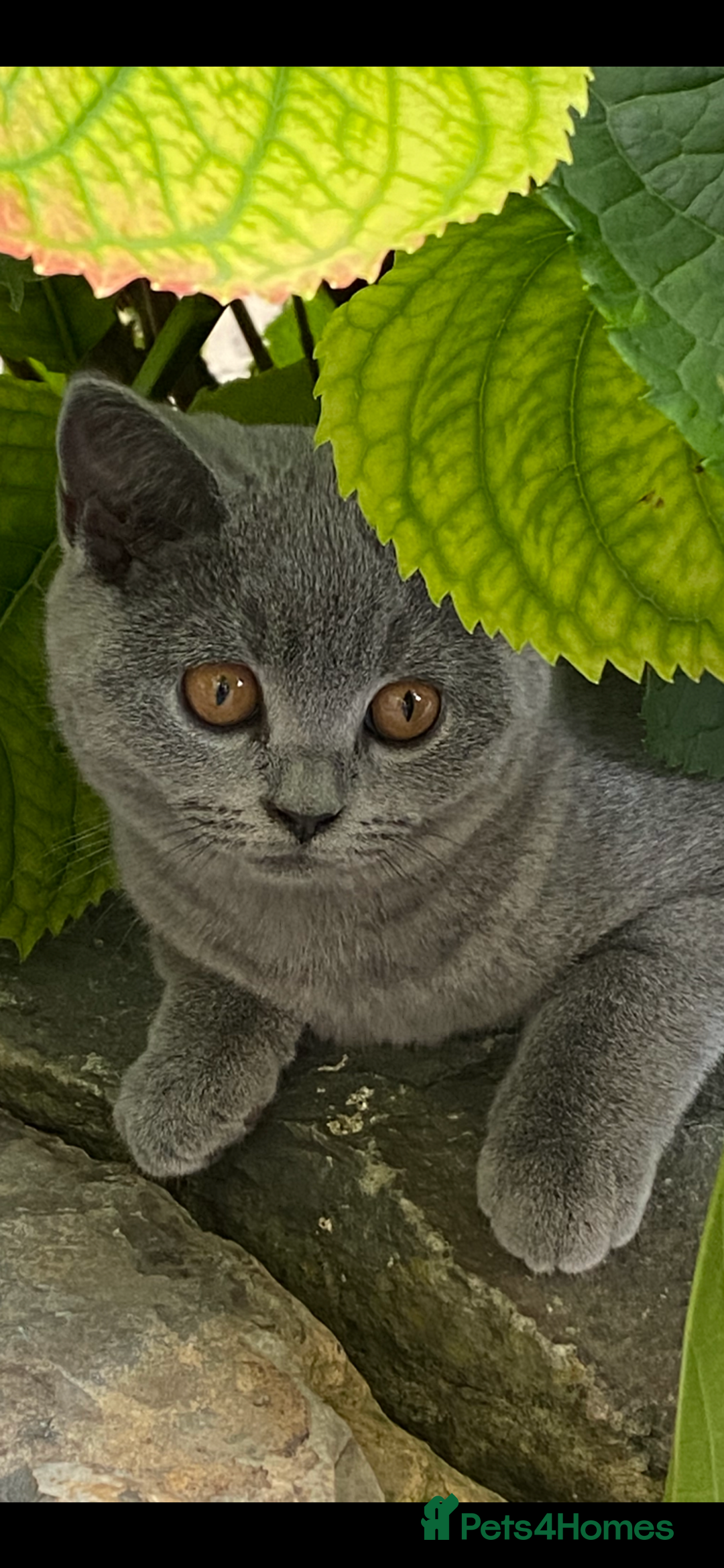 British Shorthair cats for sale: British Shorthair Kittens (reduced £600) - Image 10