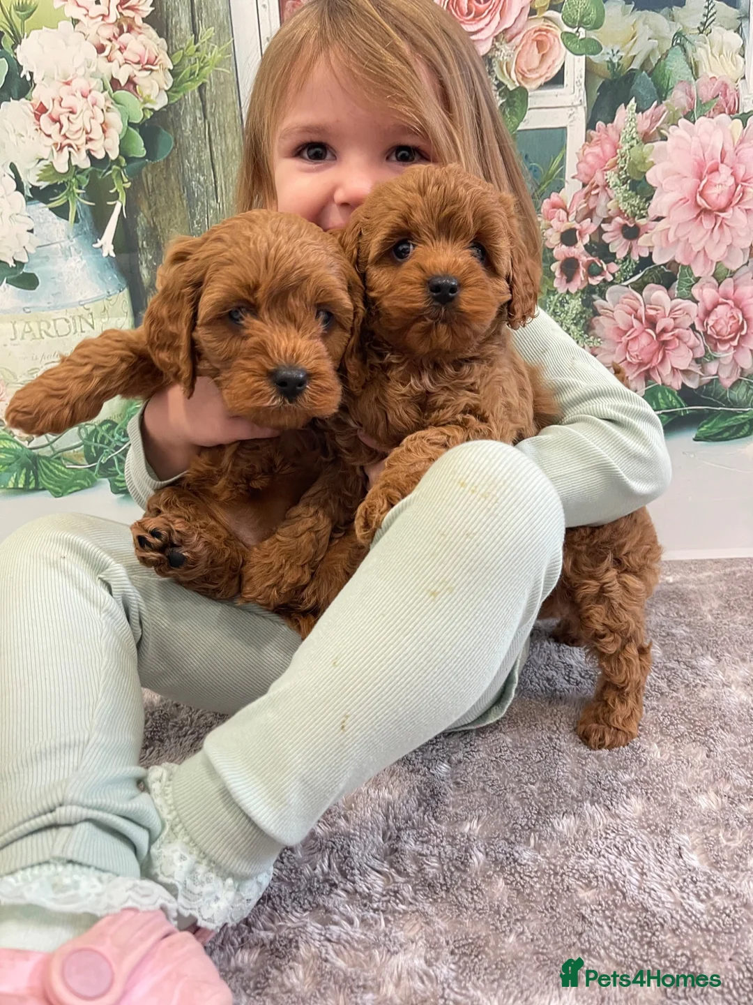 Cavapoo dogs for sale: Deep red f1 cavapoos. Full dna & health clear  - Advert 2