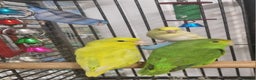 Parrots birds for sale: Parrots/ Parakeets Available  - Advert 29