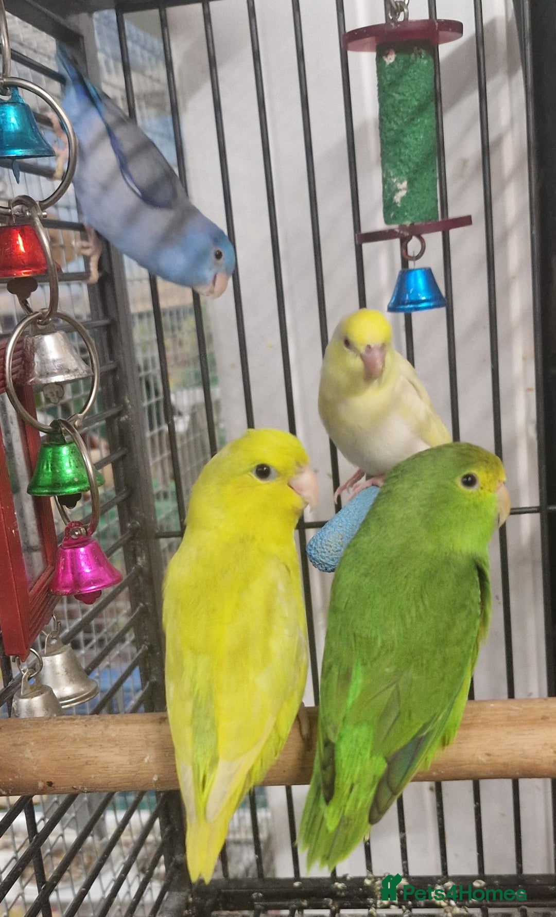 Parrots birds for sale: Parrots/ Parakeets Available  - Advert 29