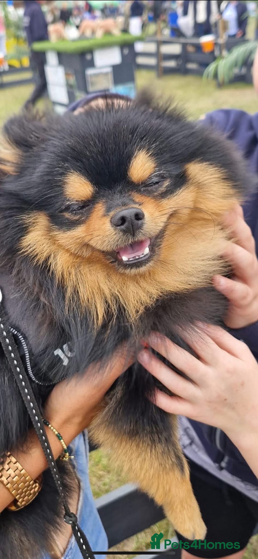 Pomeranian dogs for stud: Prince available for stud services  - Advert 12