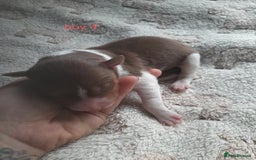 Border Collie dogs for sale: Border collie x Australian kelpie pups - Image 4