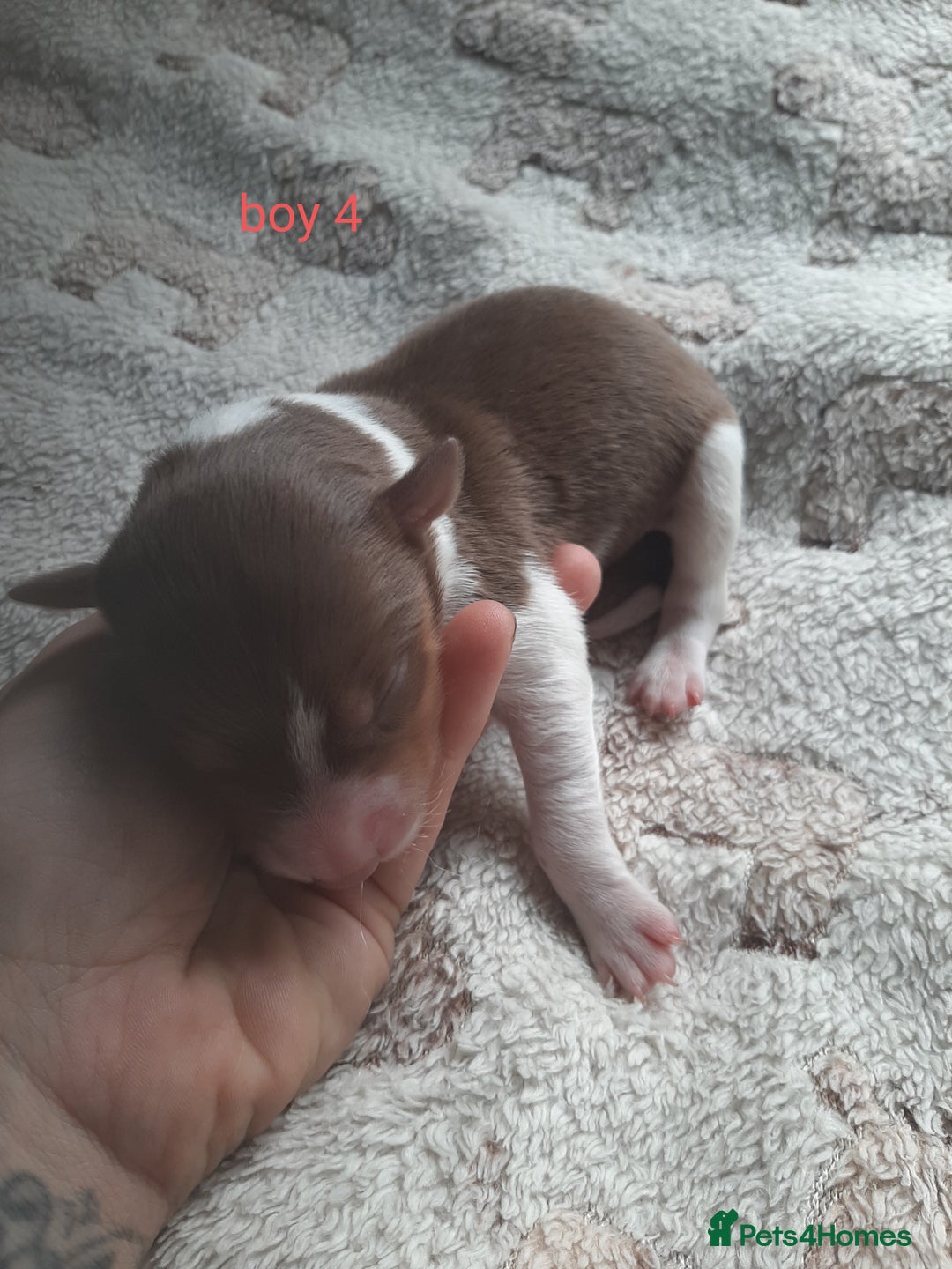 Border Collie dogs for sale: Border collie x Australian kelpie pups - Image 4