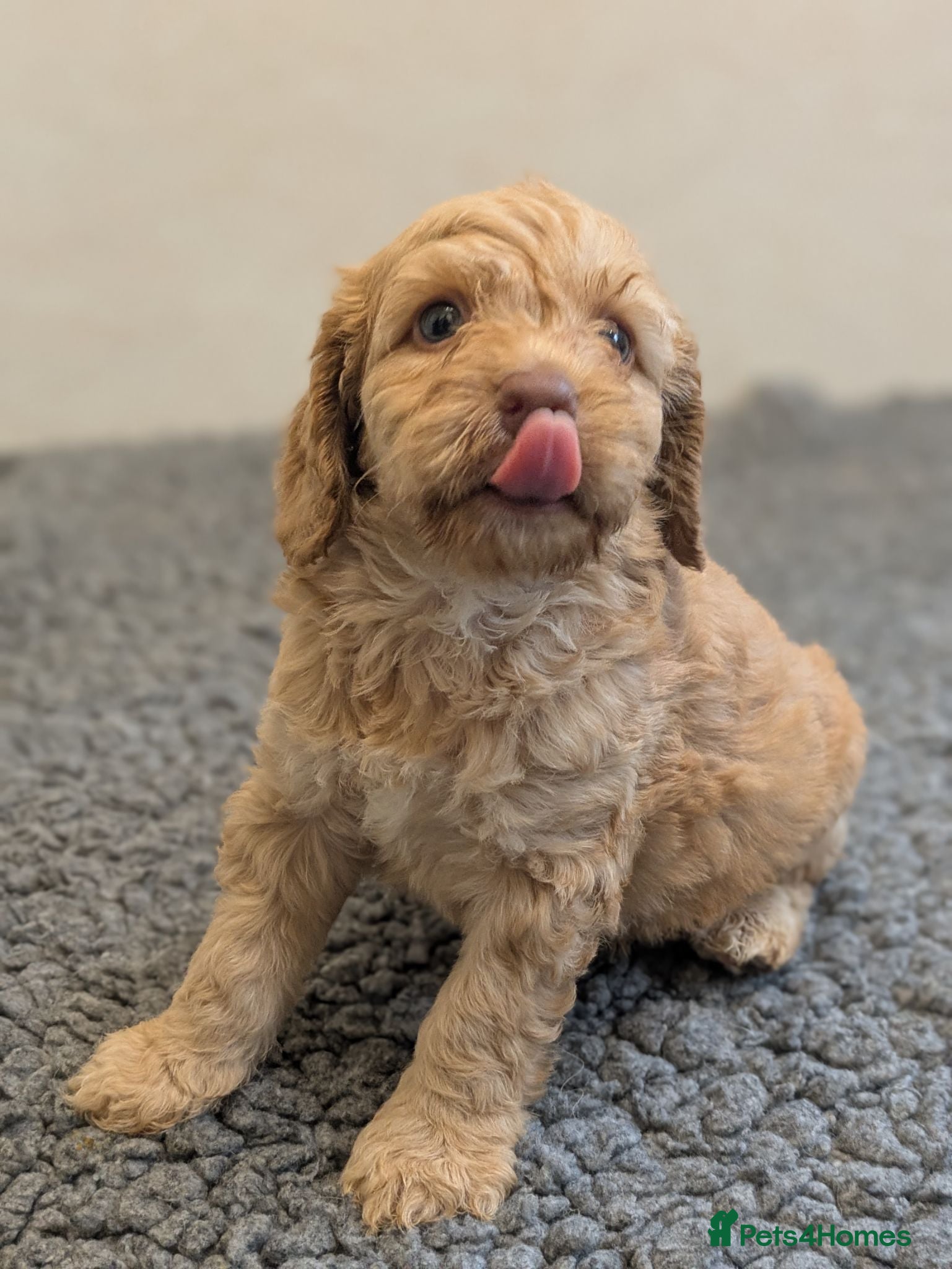 Cockapoo dogs F1 Miniature Cockapoos, Health Tested Parents - Advert 2