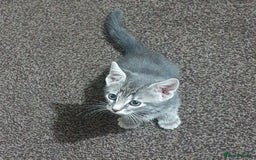 Mixed Breed cats for sale: Tabby Kittens For Sale! - Advert 3