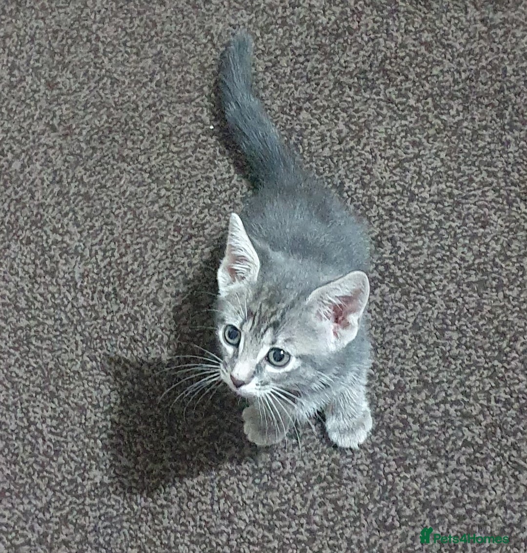 Mixed Breed cats for sale: Tabby Kittens For Sale! - Advert 3