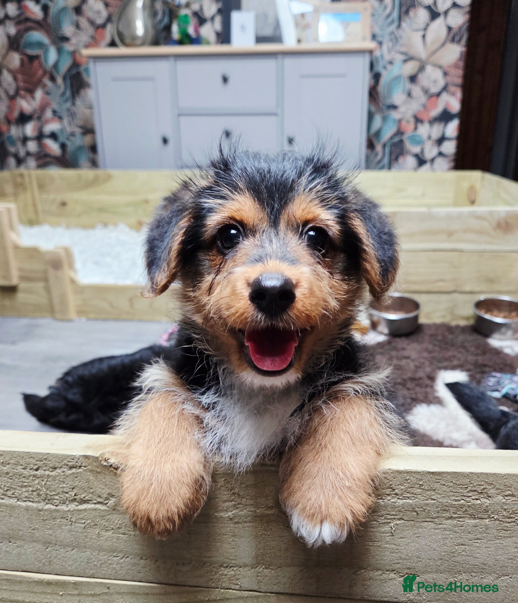 Welsh Corgi Pembroke dogs 1 Corgi-poo Girl. READY NOW!! - Advert 2