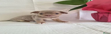 Chihuahua Puppy 1