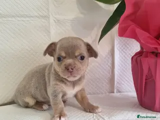 Chihuahua dogs Chihuahuas - Advert 2