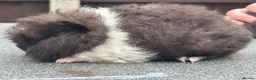 Guinea Pig rodents for sale: Swiss boars and Funky Boars  - Advert 8