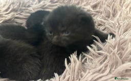 British Shorthair cats for sale: 2 female black tabby kittens  - Image 7