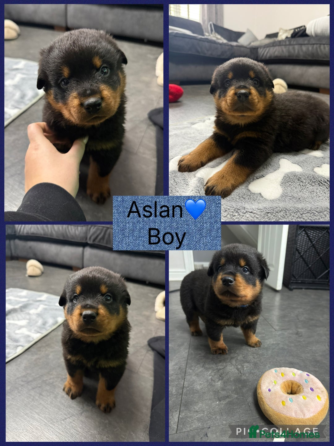 Rottweiler dogs for sale: CHUNKY PURE BRED ROTTWEILERS  - Advert 4