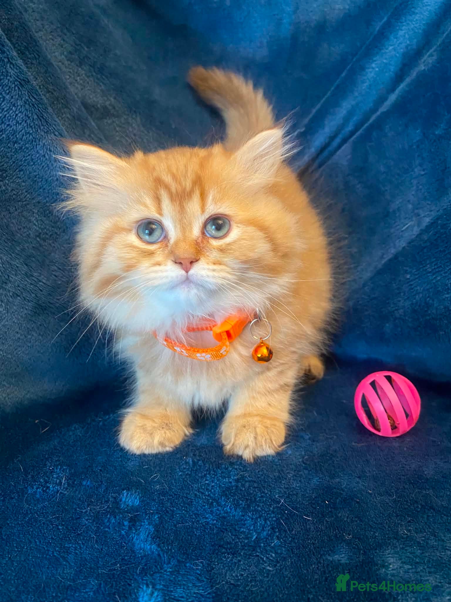 British Longhair cats British longhair  - Advert 4