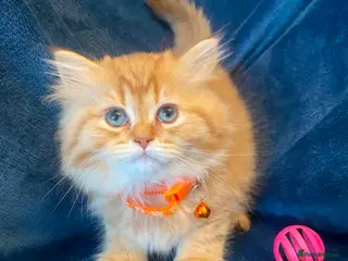 British Longhair cats British longhair - Advert 4