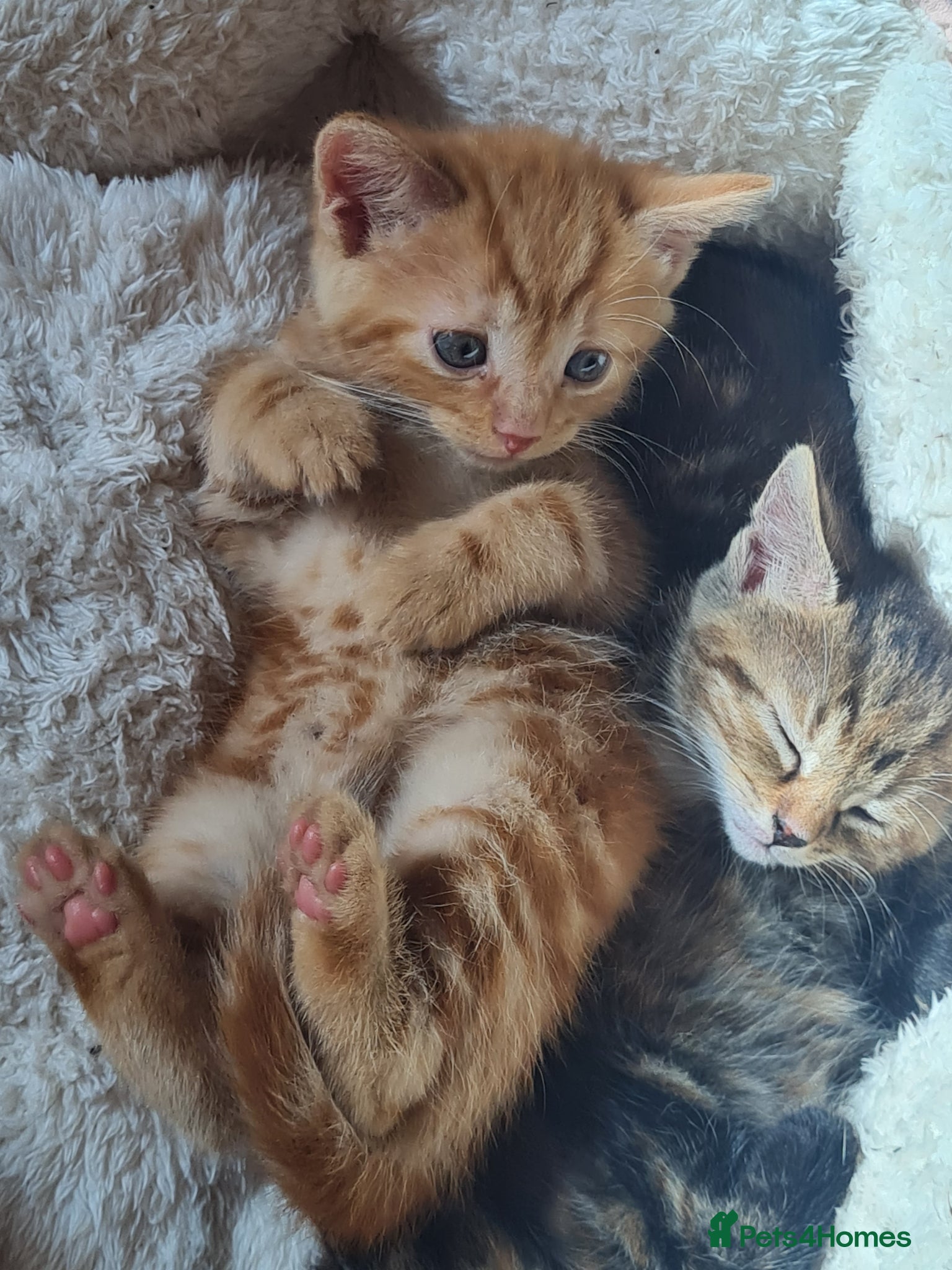 Mixed Breed cats for sale: 🐾 Beautiful Ragdoll Cross Kittens – £290 Each 🐾 in Greenford - Advert 6
