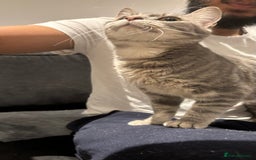 Domestic Shorthair cats for sale: 1 x Male and 1x Female cat - Advert 7