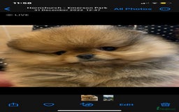 Pomeranian dogs for sale: Pomeranian show quality boy - Image 2