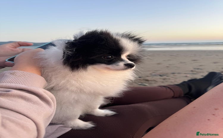 Pomeranian dogs - Advert 1