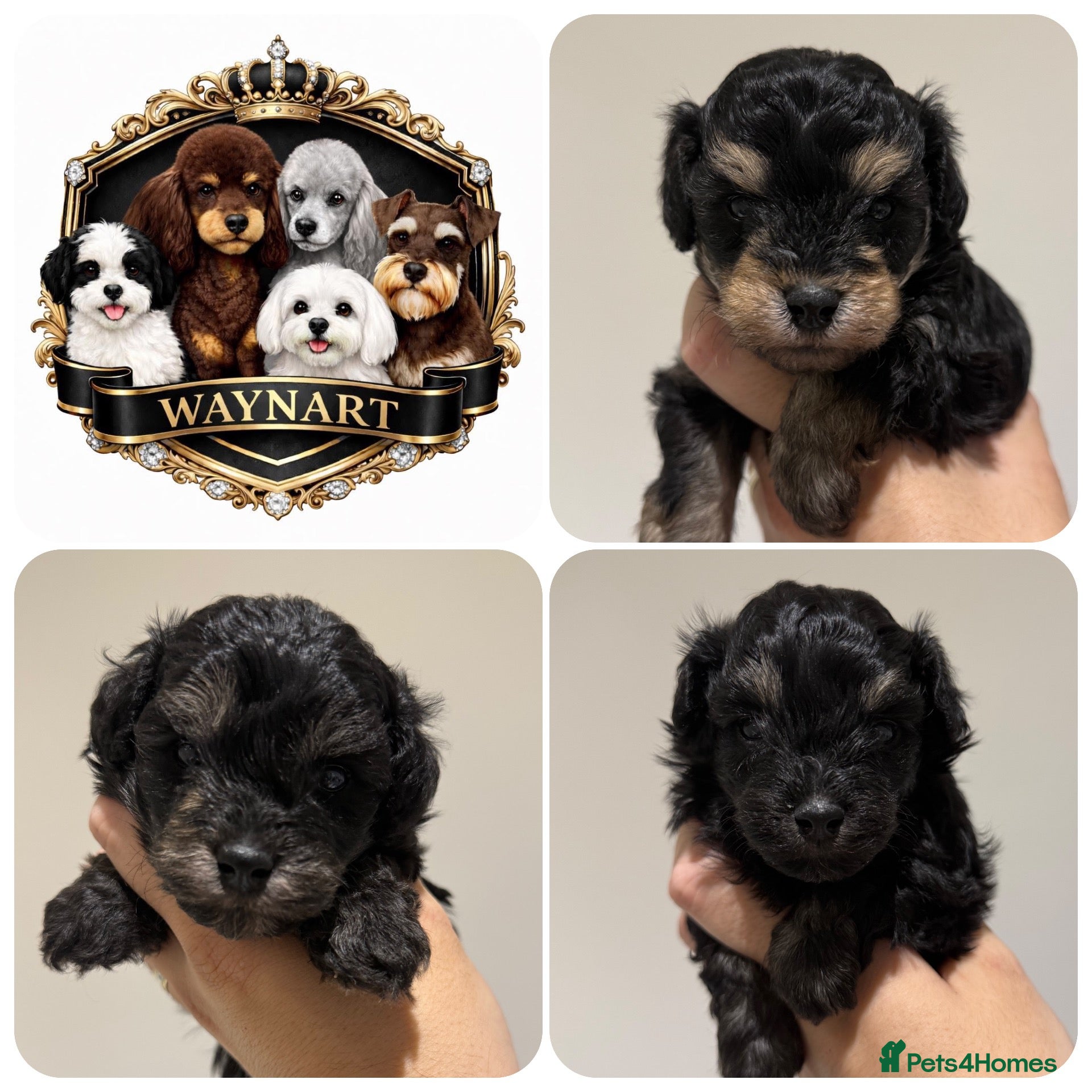 Schnoodle dogs 💫 OUTSTANDING DNA CLEAR FLUFFY SCHNOODLES 💫 - Advert 1