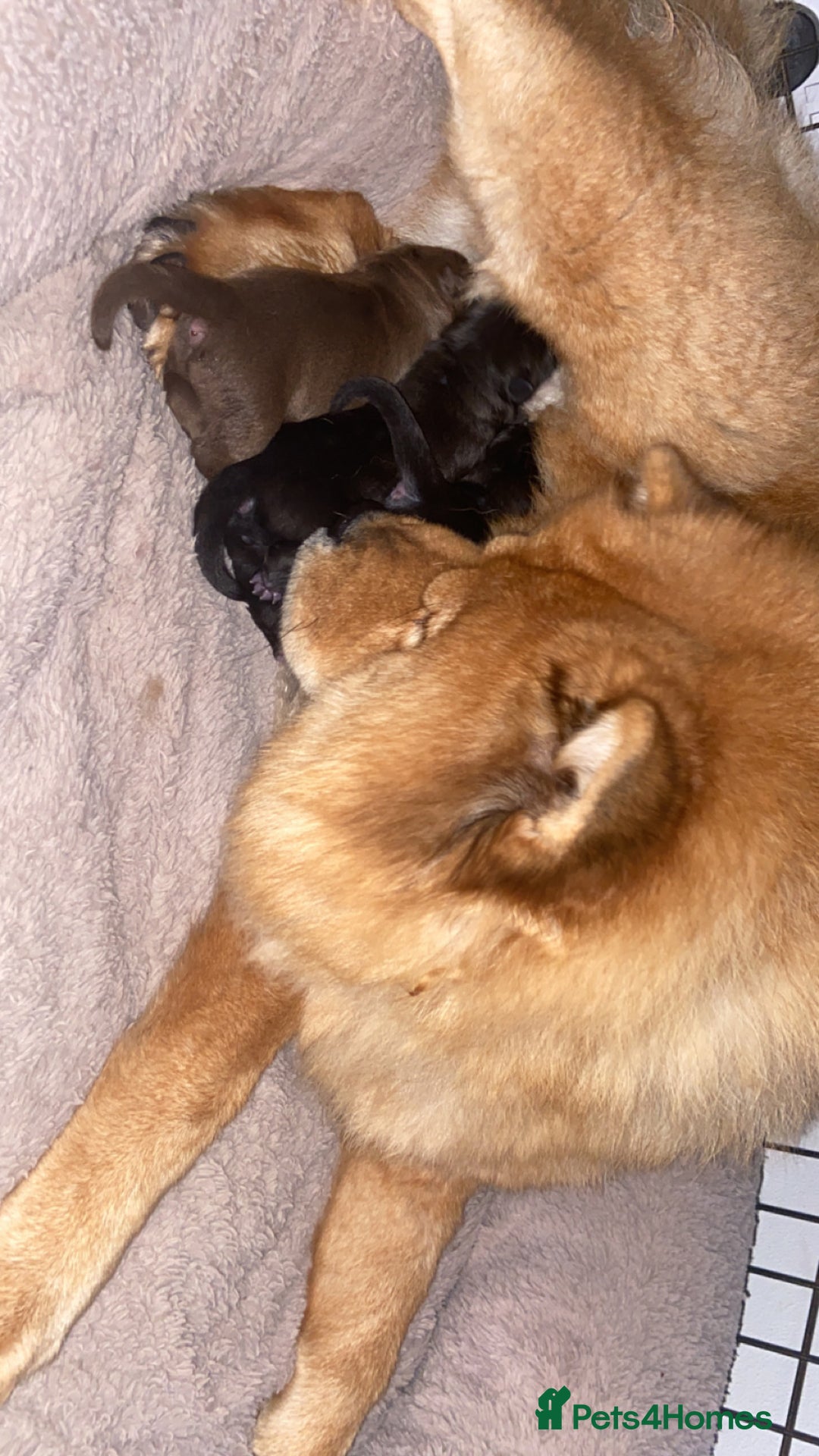 Mixed Breed dogs for sale: Chowbull pups for sale - Image 9