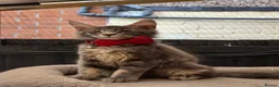 Maine Coon cats for sale: ❤️ TICA Registered Maine Coon Kittens Ready Now ❤️ - Advert 3
