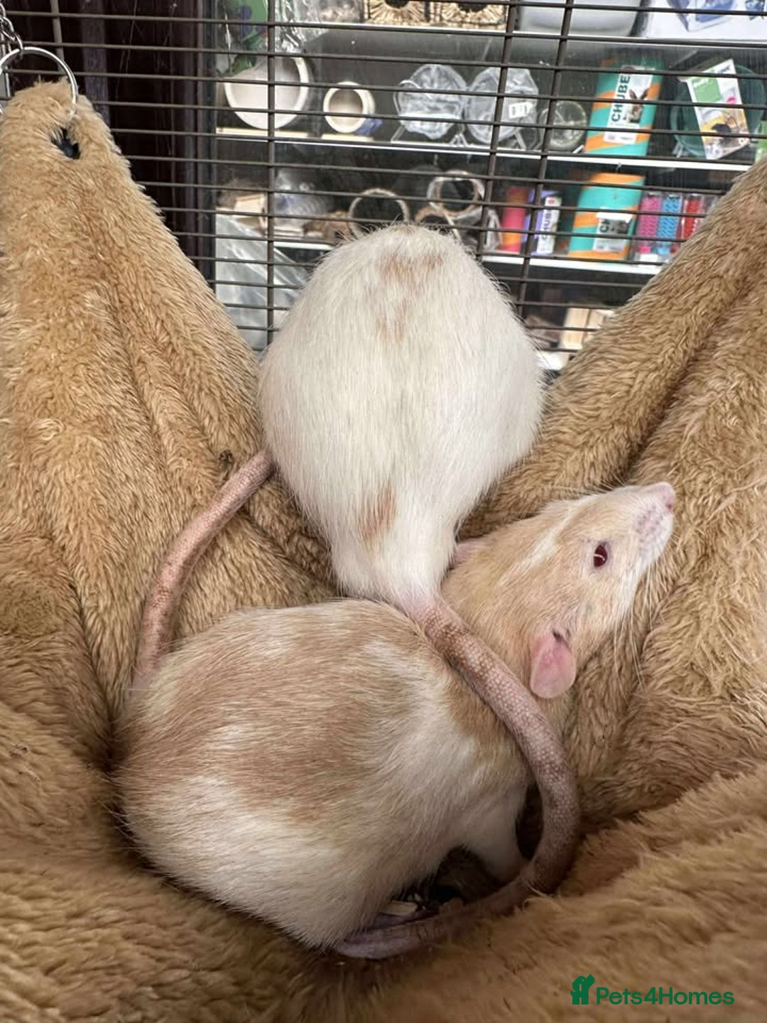 Rat rodents for sale: Male Dumbo Rats - Image 4