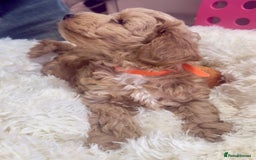 Maltipoo dogs for sale: Toy Maltipoo puppies  - Image 14